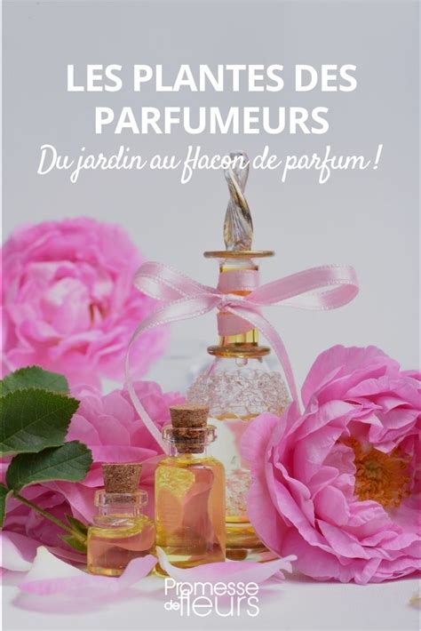 plantes & parfums dcard|what does plante moran do.